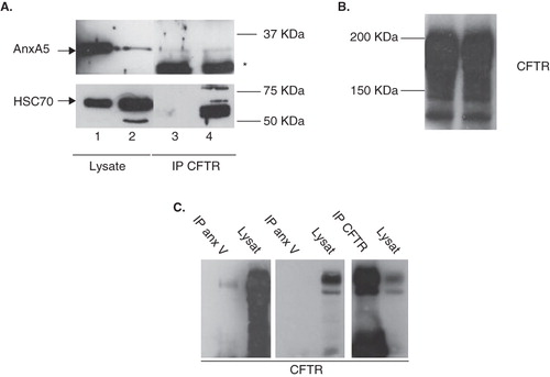 Figure 6. CFTR and AnxA5 do not co-immunoprecipitate. (A) Western blot (WB) of AnxA5 (upper panel) or Hsc70 (a known CFTR interactor as a positive control, lower panel) in total lysates as control (lanes 1,2) or after CFTR co-immunoprecipitation (lanes 3,4) from stable CFTR-expressing BHK cells either non-transfected (lane 2) or transiently transfected (lanes 1,3,4) with AnxA5. In the total lysate controls for WB detection (lanes 1,2) specific bands for both AnxA5 and Hsc70 can be observed at the correct apparent molecular weight. The higher amount of AnxA5 levels detected in lane 2 shows that the transient transfection of AnxA5 was efficient. For samples undergoing co-immunoprecipitation (lanes 3,4) the lysates from cells transiently transfected with AnxA5 were incubated without antibody, ‘beads-only’ (lane 3) or with (lane 4) anti-CFTR primary Ab (IgG) plus the beads to perform the CFTR pull-down. The CFTR-co-immunoprecipitated proteins were then analyzed by WB for AnxA5 (upper panel) or Hsc70 (lower panel). Although AnxA5 was present in the CFTR pull-down (lane 4, upper panel), it was similarly present in the absence of the anti-CFTR Ab (lane 3, upper panel). The lower band, marked ‘*’ corresponds to the IGg light chain. In contrast, Hsc70 was only present in the CFTR immunoprecipitate (lane 4, lower panel), but not in the absence of the anti-CFTR Ab (lane 3, lower panel). In (B) the CFTR-immunoprecipitated material was analyzed by WB for CFTR as the ‘input’ control of the experiment in (A). In (C), the opposite IP experiment of (A) was performed, i.e., AnxA5 was co-immunoprecipitated from AnxA5-transfected, CFTR-expressing BHK cells using AnxA5 Ab and samples were immunoblotted for CFTR. For enhanced sensitivity, the same WB was exposed for longer (left panel) and shorter periods (middle panel). Presence of CFTR in the AnxA5 pull-down can only be observed in the left panel (high exposure time). As a control, a pull-down of CFTR was performed in parallel (right panel) showing that CFTR could be efficiently immunoprecipitated.