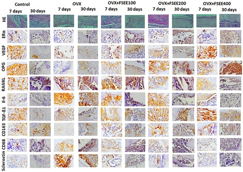 Figure 3 Hematoxylin–eosin staining and immunohistochemical analysis of alveolar tissue sections after different durations of FSEE treatment.