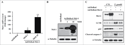 Figure 4. Overexpression of Mcl−1 inhibited T. gondii-induced autophagy and apoptosis in hUC-MSCs. (A) The Mcl−1 mRNA levels in hUC-MSCs were determined by qRT-PCR after adenoviral infection. * P < 0.05, ** P < 0.01 as compared with Ad/DsRed control groups. (B) The protein levels of Mcl−1 after T. gondii infection were determined by western blotting. (C) hUC-MSCs overexpressing Mcl−1 were infected with T. gondii at an MOI of 5 for 24 h, and the protein levels of Mcl−1 as well as endogenous LC3B, p62 and cleaved caspase-3 protein levels were quantified by western blotting. α-Tubulin was used as a loading control. All data shown are representative of 3 independent experiments with similar results.