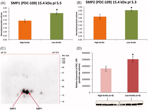 Figure 5. In (A) and (B), 2DE analysis of SMP1 and SMP2 (15.4 kDa) protein spots with pI 5.5 and 5.3. The expression levels were significantly higher in low fertile group when compared to high fertile group. (C) An immunocomplex formation of PDC-109 (BSPH1) antibodies with SMP1 and SMP2 was confirmed by 2DE followed by western blot analysis. (D) Relative expression by western blot analysis of PDC-109 differed significantly (p < 0.05) between fertility groups.
