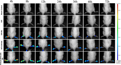 Figure 5 Real-time imaging observation of CIA rats after intravenous injection of different micelles.