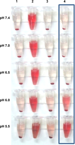 Figure S1 Results of hemolysis with γ-PGA/Chol nanoparticles.Notes: 1, PBS; 2, 0.2% Triton X; 3, γ-PGA; 4, γ-PGA/Chol nanoparticles.Abbreviations: γ-PGA, poly(γ-glutamic acid); Chol, cholesterol; PBS, phosphate-buffered saline.