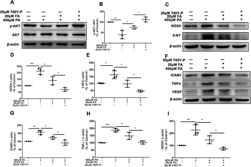 Figure 4 Activation of PI3K/AKT pathway strengthened the alleviation of fenofibric acid (FA) in ARPE-19 cells injury. ARPE-19 cells were pre-treated with 20μM 740Y-P for 1 hour, and then exposed to 400μM PA with or without 20μM FA for 24 hours. (A) Representative images of Western blot of p-AKT and AKT levels; (B) Statistical analysis of data (A) of p-AKT/AKT. (C) Representative images of Western blot of NOX4 and 3-NT levels; (D and E) Statistical analysis of the data presented in C. (F) Representative images of Western blot of ICAM1, TNFα and VEGF; (G-I) statistical analysis of the data presented in F. Note that cells were treated with FA 1 hour after the initiation of PA-induction. Data were obtained from three independent experiments. One-way analysis of variance (ANOVA) followed by a post-hoc analysis Tukey’s test was applied to evaluate significant difference between groups. Bar graphs represent mean values ± SD. *P < 0.05, **P < 0.01, ***P < 0.001.