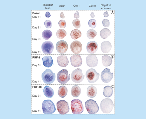 Figure 2.  Histological localization of sulphated proteoglycan by toluidine blue staining and immunolocalization of aggrecan, type I collagen and type II collagen in sections of pellets cultured under basal culture conditions (ChondroDiff media) (A) and media supplemented with FGF-2 (B) or FGF-18 (C).Acan: Aggrecan; Coll 1: Type 1 collagen; Coll 2: Type 2 collagen.