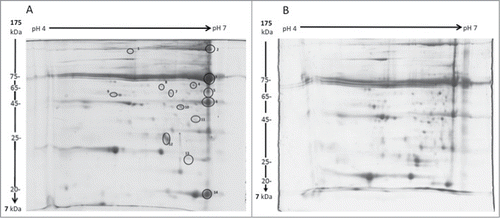 Figure 5. 2D SDS PAGE gels of G. mellonella haemolymph from larvae pre-incubated for 1 or 10 weeks. Haemolymph was extracted from larvae incubated for 1 (A) or 10 (B) weeks and proteins were resolved on a 12.5% acrylamide gels as described. Proteins showing alterations in abundance over the course of the incubation period were identified (1 – 14), excised, digested and analyzed by LC/MS.