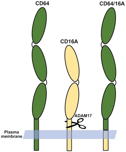 Figure 1. Illustration of the recombinant FcγR CD64/16A. The scissors indicate ADAM17-mediated cleavage of CD16A at an extracellular membrane-proximal location. This cleavage site does not occur in CD64/16A.