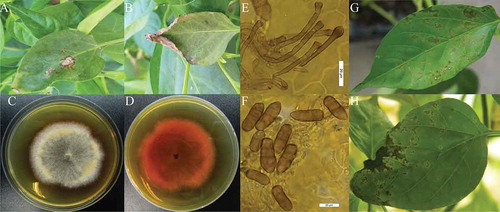 Fig. 1 (Colour online) Symptoms and morphological characteristics of Stemphylium lycopersici infecting hot pepper plants. (A) Necrotic lesions with grey centres and dark brown borders; (B) Curled leaves of naturally affected hot pepper in the field; (C) Colony of S. lycopersici on PDA (7-day-old), surface view; (D) Colony of S. lycopersici on PDA (7-day-old), bottom view; (E) Microscopic structures of conidiophores (×400); (F) conidia (×400). (scale bars: E, F = 20  μm). Symptoms observed in pathogenicity test 8 days post-inoculation; (G) necrotic lesions and (H) curled leaves.