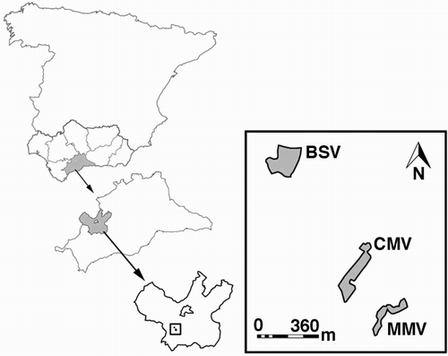 Figure 1. Location of the study area in the Ronda, Málaga province, Andalusia (southern Spain) and the three vineyards (BSV, bare soil vineyard; CMV, chemically managed vineyard; MMV, mechanically managed vineyard).