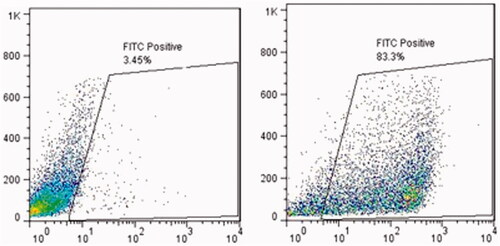 Figure 2. The efficiency of Sertoli cells enrichment was quantitatively assessed by flow cytometry. Attached Sertoli cells were detached by EDTA–trypsin treatment and labeled with mouse monoclonal anti-vimentin antibody overnight at 4 °C. The cells were incubated with FITC-conjugated anti-mouse antibody for 1 h. Negative control was incubated only with FITC-conjugated goat anti-mouse antibody. The results showed Vimentin positive characteristic in attached layer.