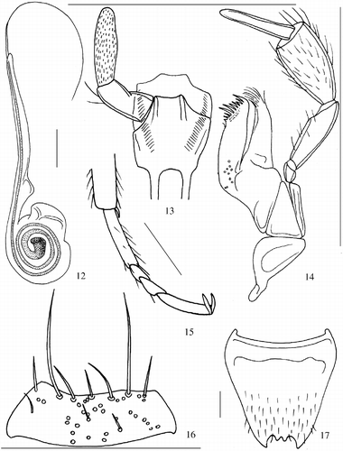 Figures 12–17 Aedeagus in lateral view, prementum, maxilla, mesotarsus, mentum and sixth visible tergite of male Speiraphallusa orientis n. sp. Scale bars: 0.1 mm.