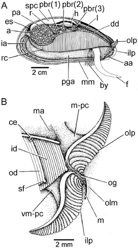 Figure 6. Modiolus modiolus. (A) The structure of the ctenidium and the organs of the mantle cavity after removal of the right shell valve and mantle lobe; and (B) the ctenidial–labial palp junction of a juvenile individual (13 mm shell length) as seen from the right side after removal of the right mantle lobe (for abbreviations see Functional morphology section).