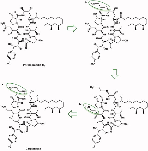 Figure 3. Medicinal chemistry progression from pneumocandin B0 to caspofungin. The differences in the structure of pneumocandin B0 that lead to caspofungin are marked in green circles as: (a) aminoethyl ether, (b) 3-hydroxyglutamine reduction site, (c) ethylenediamine (according toCitation13,Citation27).