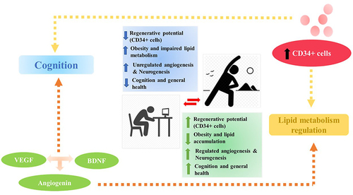 Figure 5 Schematic showing effects of Yoga induced through the regulation of neurogenesis and angiogenesis pathways via CD34+ cells number and Lipid metabolism. Display full size depicts increase, Display full size depicts decrease,Display full size depicts the pathway.