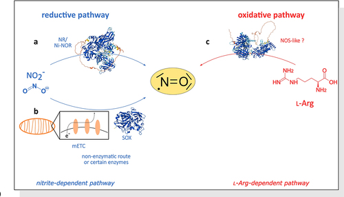 Figure 1. Biosynthetic pathways of NO. The biosynthesis is classified in a reductive (a, b) and in an oxidative (c) pathway. In the nitrite-dependent pathway, nitrate (NO3−) is first reduced by the cytosolic NR, releasing nitrite (NO2−). Nitrite is then reduced again by (a) the cytosolic NR or by root membrane-bound Ni-NOR (structure: NIA1 from Arabidopsis thaliana), producing NO. Mohn et al. (2019) demonstrated that the NIA1 isoform is the more efficient nitrite reductase and therefore this isoform produces mainly NO.Citation7 (b) Additionally, nitrite can be reduced by the mitochondrial electron transport chain (mETC) under hypoxia, and under certain conditions by other enzymes such as sulfite oxidase (SOX, structure: SOX from Arabidopsis thaliana) or aldehyde oxidoreductase. A non-enzymatic source of NO is the reaction of NO2 and carotenoids in light. (c) The oxidative pathway includes an l-Arg-depending reaction, which is catalyzed by a NOS-like enzyme (structure: NOS2 from Homo sapiens) in plants. This figure is modified after Besson-Bard, Pugin and Wendehenne (2008). 3D-structure of the proteins are obtained from AlphaFold.Citation1,Citation3,Citation8–11.