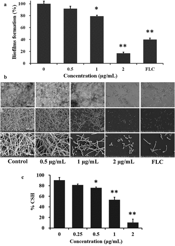 Figure 4. MPD suppresses the biofilm formation of C. albicans. YEM30 strain treated with MPD were incubated in RPMI 1640 medium at 37 °C for 24 h. After incubation, an XTT reduction assay (a), the observation with microscopy and SEM (b) were used to detect biofilm formation. (b) The first row of photographs was taken under the optical microscope and the remaining two rows were taken under the SEM. (c) The effect of MPD on the CSH of C. albicans. The bars in (a), (b), and (c) show 100 µm, 100 μm, and 20 μm, respectively. Results in (a) and (c) are shown as means ± SDs.