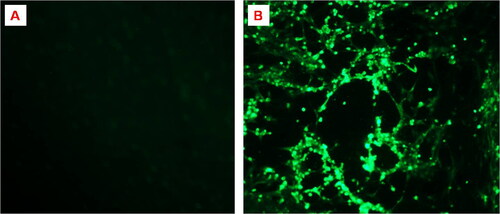 Figure 3. Demonstration of viral antigens in the infected CEF culture by indirect immunofluorescence test. (A). Control CEF culture showing no fluorescence; (B) localization of DEV viral antigens in the infected CEF culture was revealed by appearance of apple green fluorescence.