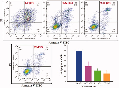 Figure 4. Cell apoptosis analyses of COLO 205 cells treated with compound 10a for 72 h.