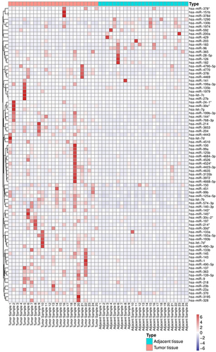 Figure 1 Heatmap of miRNA expression between tumor tissues and adjacent tissues. *According to the naming rules of miRNAsCitation29, the two arms of a miRNA precursor (pre-miRNA) may generate a miRNA, in which the miRNA with higher expression level is not followed by any coincidence, and the miRNA with lower expression level is followed by*, such as miR-145 and mir-45*, which indicates that the expression level of mir-145 is higher.