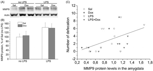 Figure 4. (A) Representative blot of MMP-9 in the protein samples of the amygdala. (B) Western blotting analysis of MMP-9 showed an increasing effect of LPS in the amygdala. Data are presented as Mean ± SEM. (C) Positive correlation (r = 0.497, p < 0.05) of the amygdala MMP-9 protein levels with the numbers of defecations in the EPM. Correlations between parameters for separate groups: Sal – r = 0.82, n = 6; Dox – r = 0.65, n = 6; LPS – r = 0.28, n = 8; LPS + Dox – r = 0.80, n = 6.