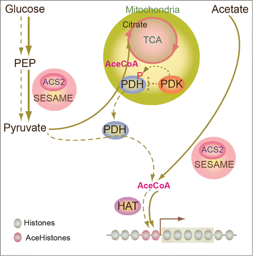 Figure 1. Hypothetical functions of SESAME in yeast acetyl-CoA synthesis. Through supplying glucose, pyruvate generated by SESAME is utilized by PDH to synthesize acetyl-CoA, which feeds the TCA cycle. During glucose starvation, PDH is translocated from mitochondria to the nucleus and provides acetyl-CoA for histone acetylation. Solid arrow indicates the condition supplied with glucose. Dashed arrow indicates the condition during glucose starvation.