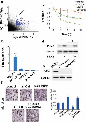 Figure 4. Identification of binding between TSLC8 and puma. (a) Prediction of TSLC8-binding partners. y: log2-absolute RNA binding energy between TSLC8 and putative targets; x: log2-average expression of targets. (b) In vitro RNA-RNA binding assay for TSLC8 and puma (antisense TSLC8 termed TSLC8-AS, GAPDH and non-target lncRNA MALAT1 as negative controls). N = 3. (c) The PCR for puma after RNA synthesis blockage with α-amanitin (30 μM) in SW480 cells transfected with shCtrl, shTSLC8, control or TSLC8 overexpressing vector. N = 3 for each time point. (d) Western blots for empty pWPXL vector transfected cells or cells overexpressing TSLC8. 1: SW480 cell; 2: HT-29 cell. (e) Western blot showing the efficacy of two different puma shRNA constructs (puma sh#1 and #2) in HCT-116 cells. The shRNA puma #2 was used. (f) Migration assay for HCT-116 cells transfected with indicated vectors (left). The quantification results were shown on the right. **: P < 0.01