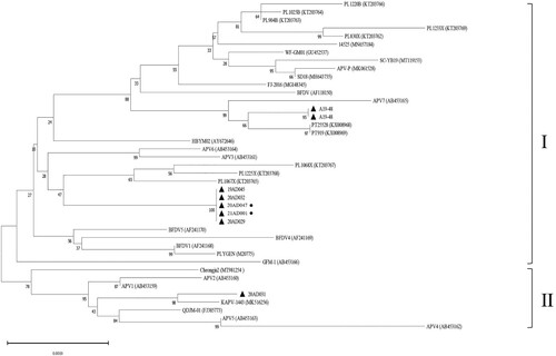 Figure 3. Analysis of phylogenetic relationships. The phylogenetic tree was based on the nucleotide sequences of the complete genome and constructed using MEGA 11 with 1000 bootstrap replications. Strains that caused clinical lesions are indicated with a circle after the name of the strain.