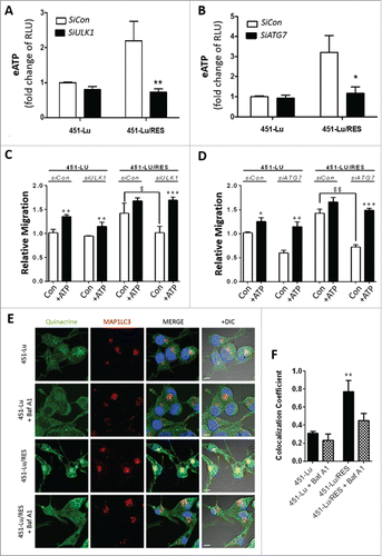 Figure 5. Autophagy governs ATP secretion of the PLX-resistant melanoma cells. Following knockdown of either ULK1 (A, C) or ATG7 (B, D) in 451-Lu or 451-Lu/RES melanoma cells, eATP (A, B), or migration by transwell assays (C, D) were assessed; RLU, relative luciferase units. The capacity of exogenously added ATP (50 µM) to restore migration was assessed by transwell migration assays (C, D). 451-Lu and 451-Lu/Res isogenic melanoma models were treated with 1 µM quinacrine (green) for 2 h at 37°C alone or in combination with Baf A1 (10 nM, 1 h pre-treatment), before colocalization with autophagosomes was assessed with MAP1LC3B/LC3B-II (red) (E), light microscopy overlays (differential interference contrast/DIC) are provided. Colocalization was calculated using imageJ (F). All experiments are representative of 3 independent experiments and expressed as mean ± SD. Scale bar: 10 µM. */$ = P < 0.05, **/$$ = P < 0.01, *** = P < 0.001.