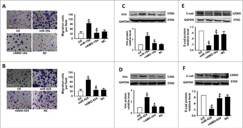 Figure 5. miR-19a and miR-424 promote migration and EMT in CAL-27 cells. (A, B) Scale bars, 10 µm. Enhanced migration in CAL-27 cells by miR-19a or miR-424. N = 5. Down-regulation of E-cad (C, D) and up-regulaiton of Vim (E, F) by miR-19a and miR-424. n = 5. *p < 0.05 vs. control; # p < 0.05 vs. miR-19a or miR-424 alone.