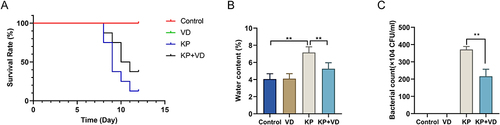 Figure 1 Vitamin D promotes survival and reduces lung water content and bacteria count in Klebsiella pneumoniae-induced rats. (A) Survival rate of rats in Control, VD, KP, and KP+VD groups within 15 days after pulmonary infection; (B) Water content of lung tissues of rats in each group; (C) Number of bacteria in lung tissues of rats in each group within 15 days after lung infection. **p < 0.01.