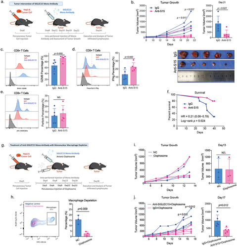 Figure 4. Anti-SIGLEC15 immunotherapy could reduce tumor burden and promote CD8+ T cell cytotoxic functions in mouse models.