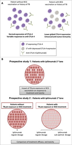 Figure 2. TB – CTLA-4 interaction hypothesis. (A) In patients with BCG vaccination or past history of tuberculosis (TB), CTLA-4 expression is down-regulated. For the same dose of ipilimumab (or other anti-CTLA-4 drugs), these patients will better respond to the treatment as more lymphocytes T (LT) will be targeted. (B) Proposition of clinical trial design to measure the impact of TB pre-exposure or BCG vaccination on treatment efficiency.