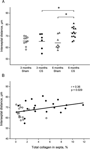 Figure 8.  Emphysema in the lungs and correlation with fibrosis. Dot plot showing individual interseptal distance in each experimental group and mean (horizontal bars) (A). *p ≤ 0.05 (t-test). Linear regression of total collagen in septa with the mean linear intercept of alveolar septa (B). Solid circles are CS-exposed animals and open circles are sham-exposed animals independently of time of exposure.