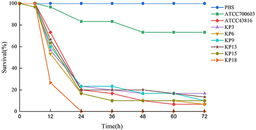 Figure 4 Survival rate of G. mellonella larvae infected with 1×106 CFU/mL of each selected isolate. ATCC43816 and ATCC700603 were hypervirulence and low virulence controls, respectively. PBS was the experimental control.