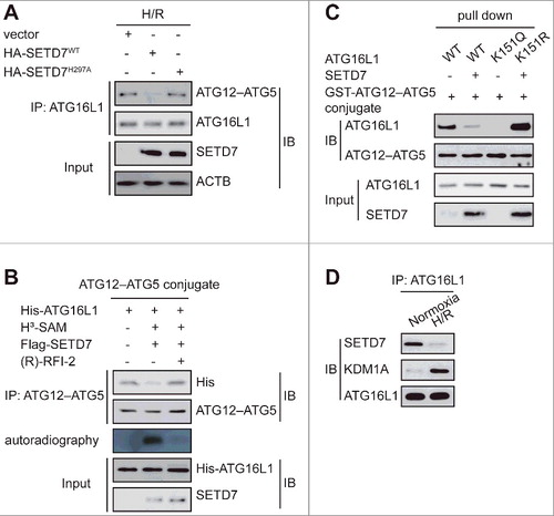 Figure 6. Methylation of ATG16L1 at K151 selectively decreased its interaction with the ATG12–ATG5 conjugate. (A) H9c2 cells were transfected with plasmids containing empty vector, HA-SETD7WT, or its inactive mutant HA-SETD7H297A, and then exposed to H/R. Immunoprecipitation assay indicated that SETD7-dependent methylation of ATG16L1-V5 purified from H9c2 cells inhibited its binding to the ATG12–ATG5 conjugate. (B) In vitro binding assay showed that upon SETD7-mediated methylation, ATG16L1 purified from E. coli presented reduced binding, which was reversed by demethylation following (R)-RFI-2 treatment. Protein input and H3 uptake into ATG16L1 are also shown. (C) Indicated E. coli-generated ATG16L1 and GST-ATG12–ATG5 fusion protein were used to perform the affinity isolation assay. Compared to untreated wild-type ATG16L1, SETD7 methylation or untreated ATG16L1K151Q and K151R mutant showed opposite ATG12–ATG5 conjugate binding. Immunoblotting was carried out using the indicated antibodies. (D) NRVCs were or were not subjected to H/R treatment. Endogenous interaction between ATG16L1 and SETD7 or KDM1A was analyzed using co-immunoprecipitation with anti-ATG16L1. Immunoblotting was carried out using the indicated antibodies.