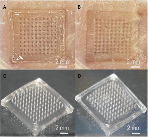 Figure 5. Morphology of the microneedle patches before and after penetration during DNA extraction. (A–B) Sample morphology after the microneedle patch was inserted into the meat and pulled out, (C–D) Morphology of microneedle patch after insertion into the meat and subsequent extraction.