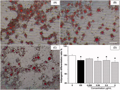 Figure 5. HETF suppressed the adipogenic differentiation of MSCs by decreasing adipocytic-like cells formation. Fat droplets within differentiated adipocytes stained by oil red O method (100×, A–C). (A) Adipogenic supplement (AS); (B) AS + 17β-estradiol; (C) AS + HETF; scale bar = 40 μm. (D) Quantification of oil red O staining. Values are presented as means ± SD (n = 6 per group). *p < 0.05 compared with AS.
