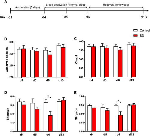 Figure 1 Effects of sleep deprivation (SD) on microbial α-diversity in rats. (A) Experimental design and protocol. (B–E) Comparison of (B) Observed species index, (C) Chao1 index, (D) Shannon index, and (E) Simpson index between SD and control groups following SD and recovery. The data are presented as mean ± SEM. *p < 0.05.