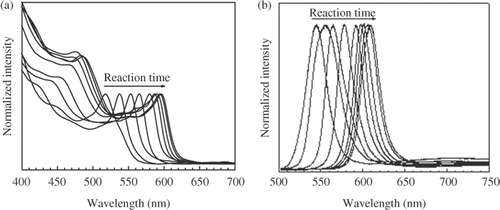 Figure 1. Evolution of the absorption (a) and PL (b) spectra in the growth process of CdSe nanocrystals.