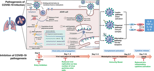 Figure 6 Proposed mechanism for anti-viral activity of Coronil against SARS-CoV-2. The proposed model shows the pathogenesis of COVID-19 infection and the steps at which Coronil can inhibit COVID-19 pathogenesis.