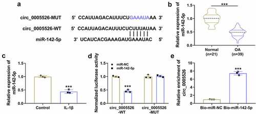 Figure 3. Circ_0005526 interacted with miR-142-5p. (a) Circinteractome showed the binding sequences between circ_0005526 and miR-142-5p. (b-c) The miR-142-5p level was detected via RT-qPCR in OA tissues (c) and CHON-001 cells exposed to 10 ng/mL IL-1β (C). (d-e) Dual-luciferase reporter assay (d) and RNA pull-down assay (e) were used for identification of circ_0005526 and miR-142-5p binding. ***P < 0.001.