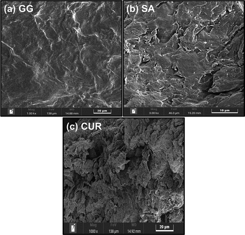 Figure 3. SEM images of (a) GG (b) SA and (c) CUR starting materials.