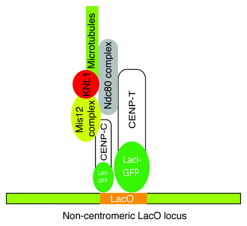 Figure 1. Ectopic localization of CENP-T and CENP-C to the non-centromeric LacO locus induces formation of a kinetochore-like structure capable of binding to spindle microtubules.