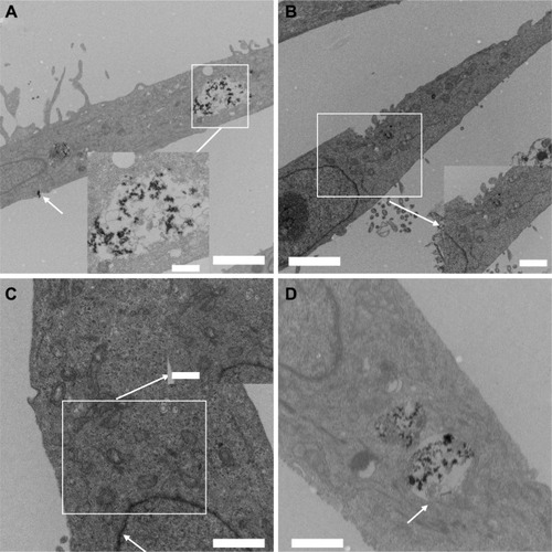 Figure 5 The TEM images of cellular uptake by FePt NPs.Notes: The arrows in are used to point out FePt NPs entering the cell in A, and he FePt NPs entering the cell nucleus membrane in C and finally, the FePt NPs enwrapped by the vesicles in B and D. The scale of each TEM image is displayed in the lower right corner: 2 μm and 500 nm (A); 2 μm and 1 μm (B); 1 μm and 500 nm (C); and 1 μm (D).Abbreviations: TEM, transmission electron microscopy; NPs, nanoparticles.