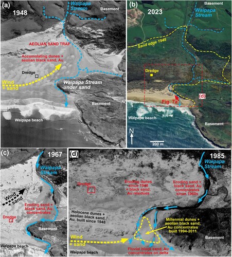 Figure 13. Rejuvenation of the gold-bearing sands at the east end of Waipapa beach where historic gold dredges have processed fluvial and aeolean dune black sand concentrates. Distortions in historical photos cause some discrepancies in scales. (a) Aerial photo from 1948 (Retrolens.co.nz) shows the approximate location of the buried 1935–1937 dredge in the extensive fresh dune field (light grey area). Aeolian sand accumulation exceeded the erosional power of Waipapa Stream. (b) Aerial view (Google Earth) of the same area as a, in 2023, showing the extent of erosion of the 1948 sand accumulations. Blue dashed lines (also in a) show the present course of Waipapa Stream. (c) Aerial photo from 1967 (Retrolens.co.nz) showing persistence of aeolian sand accumulations, but Waipapa Stream had emerged and started to erode sand. (d) Aerial photo from 1985 (Retrolens.co.nz) of lower reaches of Waipapa Stream, showing re-development of the sand outwash delta. Dredge remnant has emerged from eroding dunes. The site of the establishment of Millennial dunes with abundant aeolian black sand and gold is indicated (Figures 3 and 7a,c).