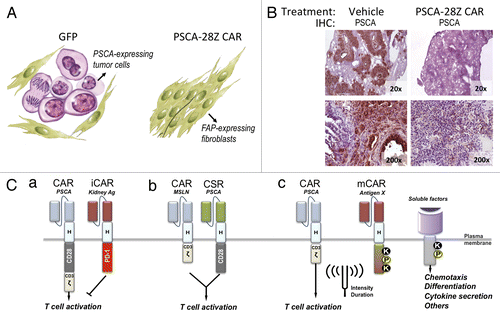 Figure 1. Treatment with anti-PSCA CAR and potential safety strategies to prevent on target/off tumor toxicity. (A) Schematic representation of the results previously obtained in a humanized mouse model of pancreatic cancer. Nod/SCID gamma (NSG) mice bearing human pancreatic adenocarcinoma (HPAC) subcutaneous xenografts were treated with human CD8+ T cells transduced with GFP (control) or with an anti-prostate stem cell antigen (PSCA) chimeric antigen receptor (CAR). Forty days after treatment, residual tumors were excised and analyzed for PSCA expression. (B) Immunohistochemical staining of PSCA in lung sections from mice at the end of the treatment. Magnification is indicated at the bottom right corner of each micrograph. (C) Potential strategies to restrict cytotoxicity of CAR-transduced cells to tumor tissue. (a) Coexpression of anti-PSCA CAR, together with an inhibitory CAR (iCAR) directed to an antigen expressed in critical normal tissues that express PSCA. (b) The T cell activation (CD3-zeta) and costimulatory (CD28) domains can be split into two different receptors, each targeting a different antigen, such that ligation of both receptors is necessary to unleash the cytotoxic potential of T cells. CSR: Costimulatory receptor. (c) Combination of CARs with more sophisticated modulatory receptors (mCAR) to ‘fine tune’ the biological activity of CAR-transduced lymphocytes in terms of intensity and/or duration. Synthetic signaling domains can be generated that contain docking sites for kinases (K), phosphates (P) or other signal transducers allowing for the activation of signaling cascades in response to virtually any antigen.