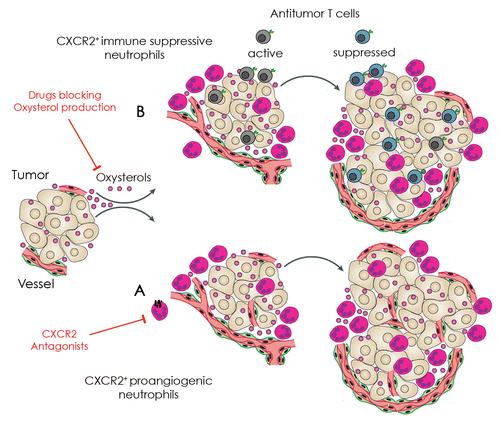 Figure 1. Involvement of oxysterols in the recruitment of neutrophils to neoplastic lesions and possible points of therapeutic intervention. (A and B) Cancer cells release oxysterols in the extracellular milieu, resulting in the recruitment of tumor-supporting neutrophils. Such neutrophils mediate pro-angiogenic effects by releasing matrix metalloproteinase 9 (MMP9) and prokineticin 2 (PROK2, also known as BV8) (A), as well as immunosuppressive functions, as they inhibit antigen-specific T cells (B). Agents that antagonize chemokine (C-X-C motif) receptor 2 (CXCR2) (A) or block oxysterols (B) may inhibit the recruitment of tumor-supporting neutrophils, hence restoring antitumor immune responses that may delay disease progression or even eradicate established lesions.