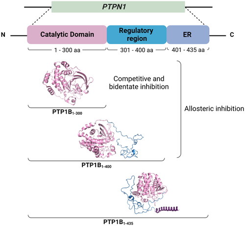 Figure 1. Structural domains of full-length PTP1B. The complete structure of hPTP1B is made up of an N-terminal catalytic domain (PTP1B1-300), an intrinsically disordered regulatory domain (PTP1B301-400), and a C-terminal ER localising domain (PTP1B401-435).