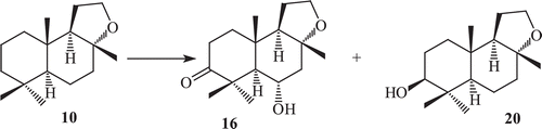 Scheme 5.  Metabolism of compound 10 by Curvularia lunata.