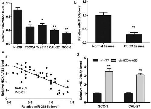 Figure 4. MiR-218-5p was downregulated in OSCC tissues and cells and inversely correlated with HOXA-AS3 expression. (a) The expression of miR-218-5p in OSCC cell lines and NHOK was detected by qRT-PCR. (b) The expression of miR-218-5p in OSCC tissues and para-cancerous tissues was detected by qRT-PCR. (c) HOXA-AS3 and miR-218-5p expression level was negatively correlated in OSCC tissues (r = −0.759, P < 0.01, n = 38). (d) qRT-PCR was used to measure the expression level of miR-218-5p after HOXA-AS3 knockdown in OSCC cell lines. *P < 0.05, **P < 0.01