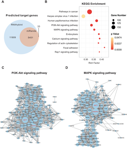 Figure 7 Bioinformatics analysis of the predicted human target genes of miRNAs in HELNs. (A) Venn diagram of common miRNA Target genes (TGs) predicted by RNAhybrid and Miranda. (B) Bubble of KEGG analysis of miRNA TGs. (C and D) Protein protein interaction (PPI) network of TGs involved in PI3K-AKT and MAPK signaling pathway. Genes marked in red were hub genes.